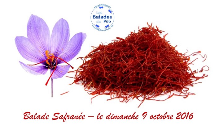 LA BALADE SAFRANEE
